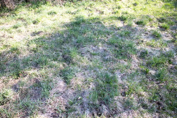 Dry yellow and green grass in spring