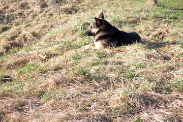 black dog lying on the dry grass