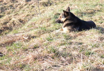 black dog lying on the dry grass