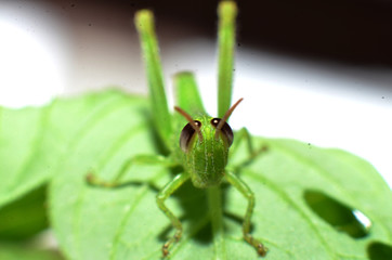 leaf grasshopper, light green, with blackish brown eyes