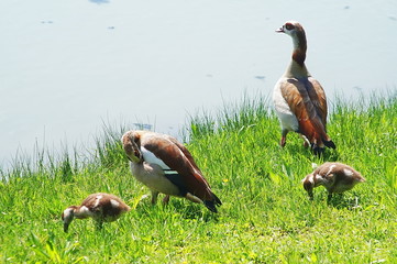 Egyptian geese on the shore of a lake