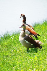 Egyptian geese on the shore of a lake