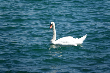 Schwan