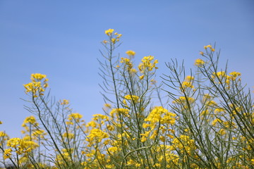 Fototapeta premium 菜の花