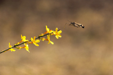 Obraz premium A hummingbird or moth that gathers honey