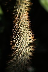 Obraz premium Green cactus with sharp needles and pink purple flower spins on green background.