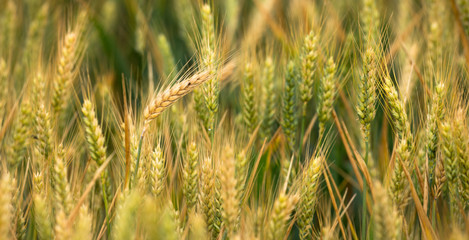 Trigo em crescimento no Alentejo