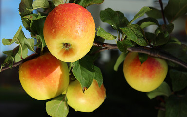 Colorful outdoor shot containing a bunch of red apples on a branch ready to be harvested