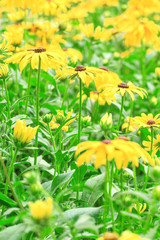 A small wild chrysanthemum in full bloom in summer