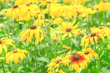 A small wild chrysanthemum in full bloom in summer
