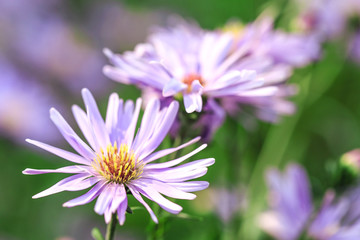 Obraz premium The park is full of all kinds of flowers in summer