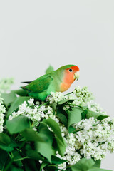 Cute parrot lovebirds sitting on a bouquet of lilac