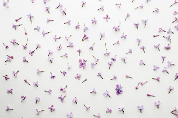 the texture of the flowers of lilac on a white background