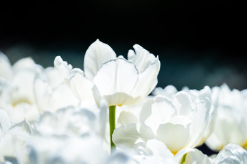 Fototapeta premium White tulipe enjoying sunbath