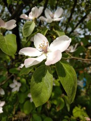 apple tree blossom