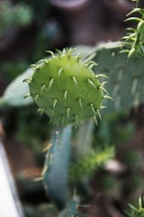 Green cactus with sharp needles and pink purple flower spins on green background.