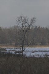 frozen landscape
