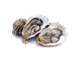 Fresh  oyster on white background