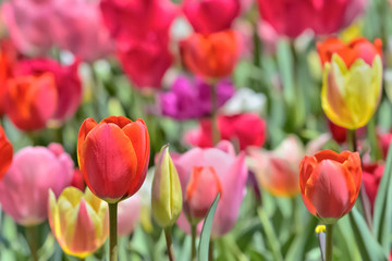 Fototapeta premium 美しいチューリップの花