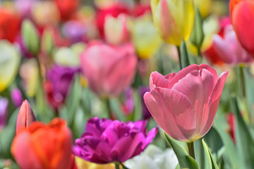 美しいチューリップの花