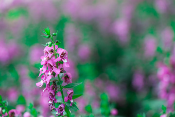 Purple flowers in the garden can be used as a background.