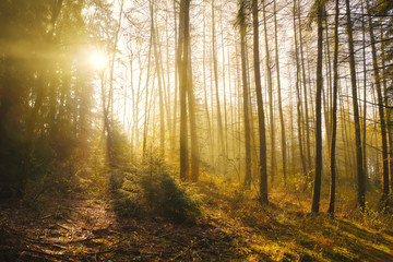 Sonnenschein mit Nebel im Wald