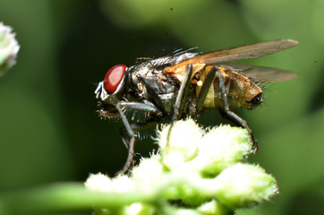 Flies are a type of insect that has 2 wings with the eyes and most have large compound eyes