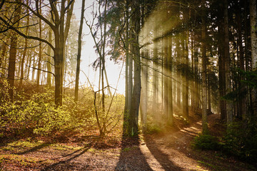 Obraz premium Sonnenschein im Wald