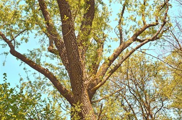 upper part of the spreading tree on a sunny day