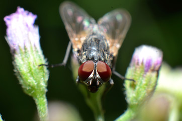 Flies are a type of insect that has 2 wings with the eyes and most have large compound eyes