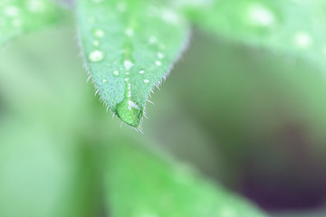 water drops at plants leafs. wet houseplant leaf texture. macro. soft focus. rainy and cold weather...