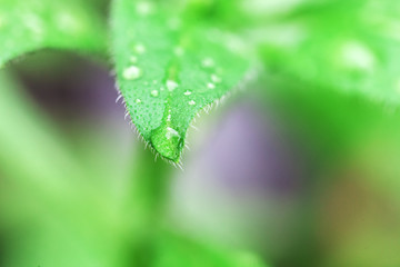 water drops at plants leafs. wet houseplant leaf texture. macro. soft focus. rainy and cold weather...