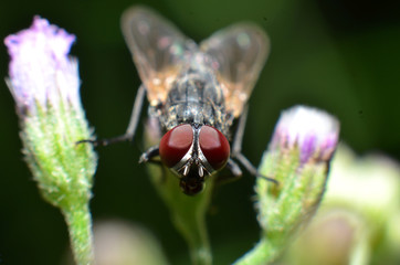 Flies are a type of insect that has 2 wings with the eyes and most have large compound eyes