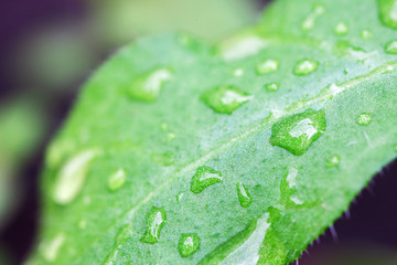 water drops at plants leafs. wet houseplant leaf texture. macro. soft focus. rainy and cold weather...