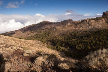Plants in the spring, Tenerife, Spain