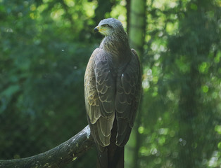 Eagle with green background