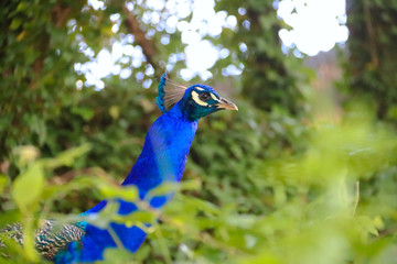 Blue neck peacock 