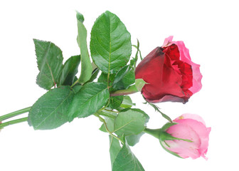 Beautiful  rose isolated on white