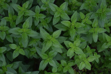 Fototapeta na wymiar herbal leaves 'oregano' / ハーブ：オレガノの新芽(真上からのショット)