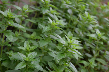 herbal leaves 'oregano' / ハーブ：オレガノの新芽(サイドショット)