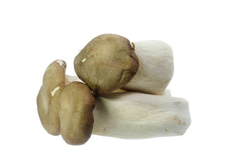 King Oyster mushrooms isolated on white background