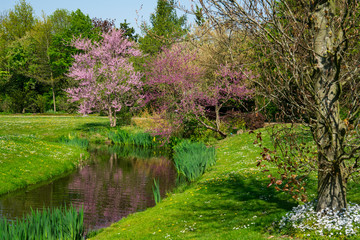 pink trees in public park, arboretum Munnike Park in Zwijndrecht, The Netherlands