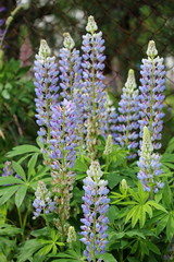 Fields of lupins in Russia! And these beauties in the garden, gave them the will and they are widely spread! So many different colors, how can you not admire them!