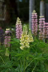 Fields of lupins in Russia! And these beauties in the garden, gave them the will and they are widely spread! So many different colors, how can you not admire them!