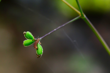 Worm eating grass seeds