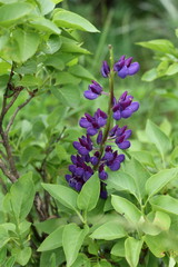 Fields of lupins in Russia! And these beauties in the garden, gave them the will and they are widely spread! So many different colors, how can you not admire them!