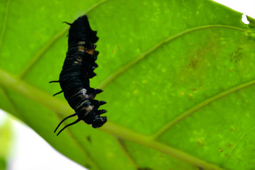 Butterfly's pupa