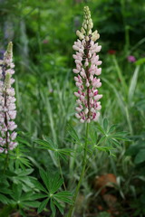 Fields of lupins in Russia! And these beauties in the garden, gave them the will and they are widely spread! So many different colors, how can you not admire them!