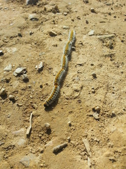 The caterpillars of the processionary crawl along the dirt road between the pines.