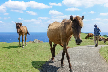 Obraz premium 与那国馬